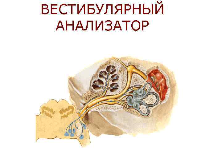 ВЕСТИБУЛЯРНЫЙ АНАЛИЗАТОР 