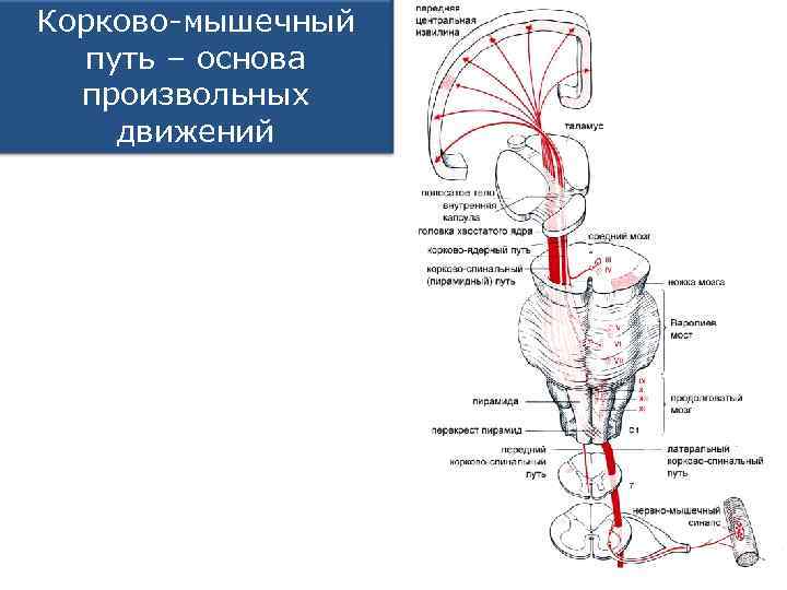 Корково-мышечный путь – основа произвольных движений 