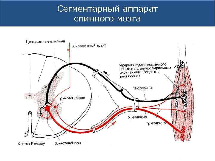 Сегментарный аппарат спинного мозга 