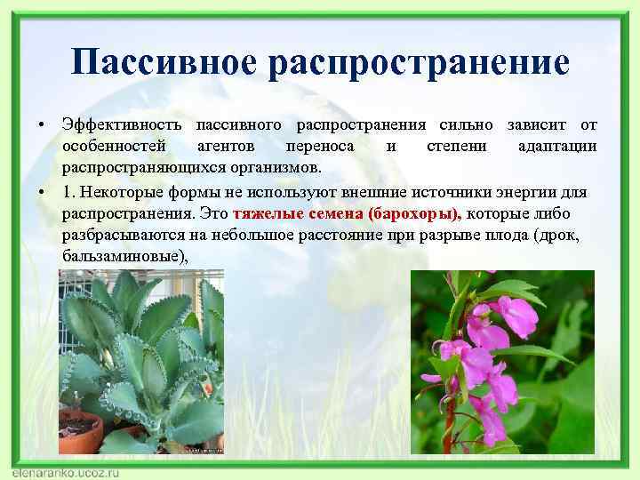 Пассивное распространение • Эффективность пассивного распространения сильно зависит от особенностей агентов переноса и степени