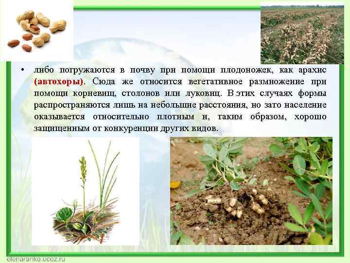  • либо погружаются в почву при помощи плодоножек, как арахис (автохоры). Сюда же