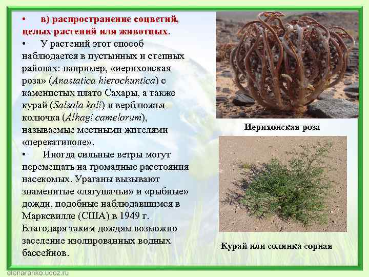  • в) распространение соцветий, целых растений или животных. • У растений этот способ