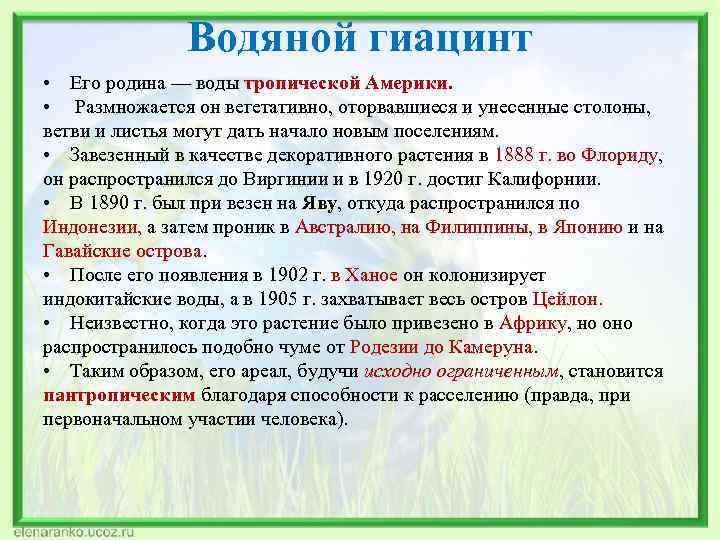 Водяной гиацинт • Его родина — воды тропической Америки. • Размножается он вегетативно, оторвавшиеся
