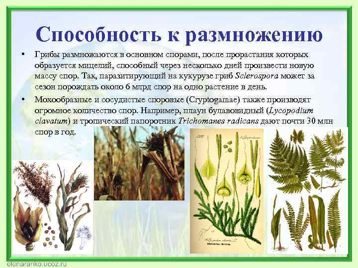 Способность к размножению • • Грибы размножаются в основном спорами, после прорастания которых образуется