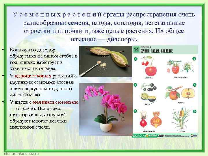 У с е м е н н ы х р а с т е