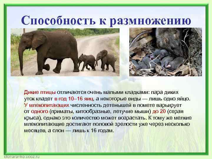 Способность к размножению Дикие птицы отличаются очень малыми кладками: пара диких уток кладет в