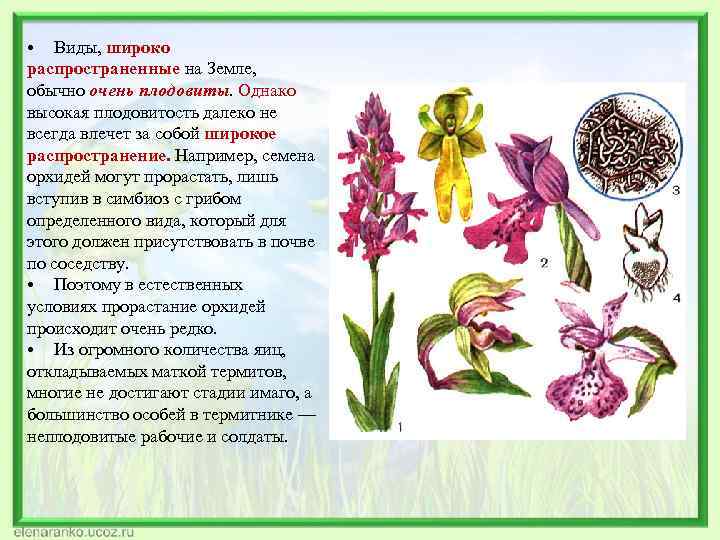  • Виды, широко распространенные на Земле, обычно очень плодовиты. Однако высокая плодовитость далеко