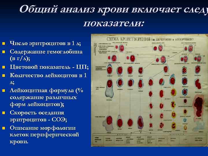Общий анализ крови включает следу показатели: n n n n Число эритроцитов в 1