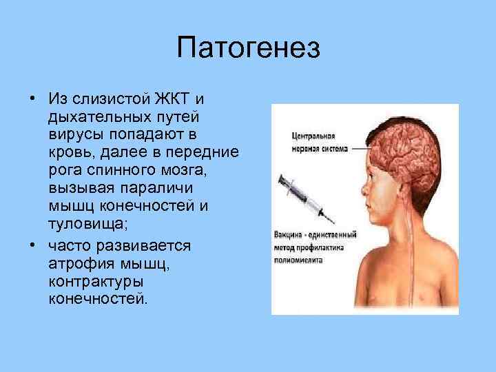 Патогенез • Из слизистой ЖКТ и дыхательных путей вирусы попадают в кровь, далее в