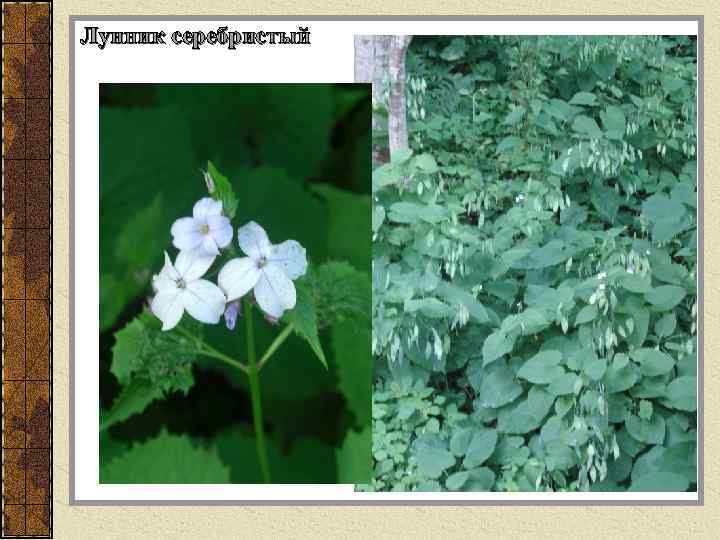 Лунник серебристый 