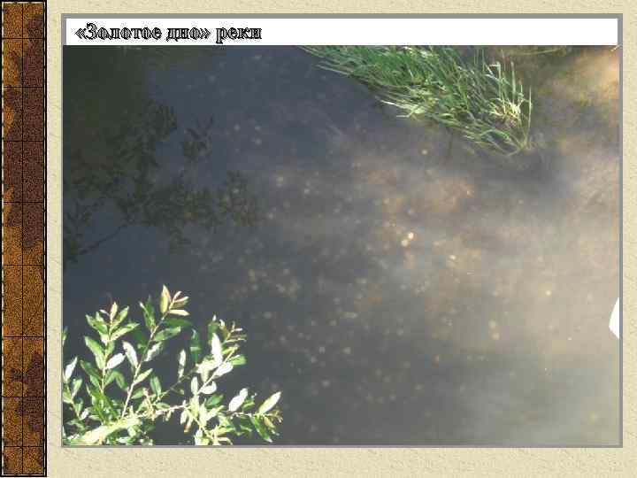  «Золотое дно» реки 