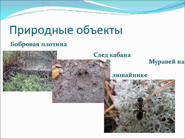 Природные объекты Бобровая плотина След кабана лишайнике Муравей на 