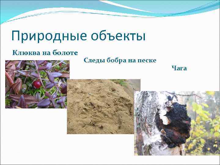 Природные объекты Клюква на болоте Следы бобра на песке Чага 