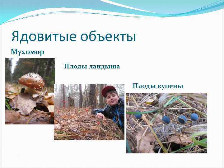 Ядовитые объекты Мухомор Плоды ландыша Плоды купены 