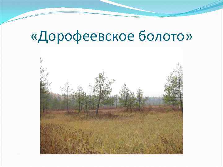  «Дорофеевское болото» 