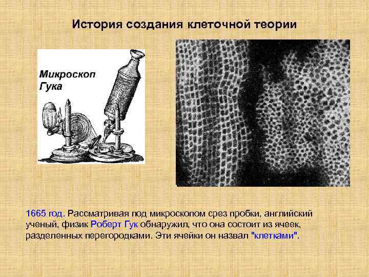 История создания клеточной теории 1665 год. Рассматривая под микроскопом срез пробки, английский ученый, физик