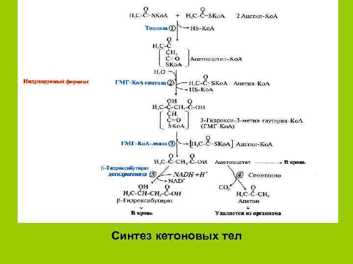 Синтез кетоновых тел 