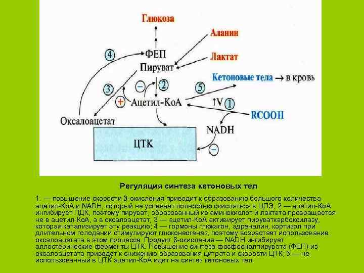 Синтез кетоновых тел схема