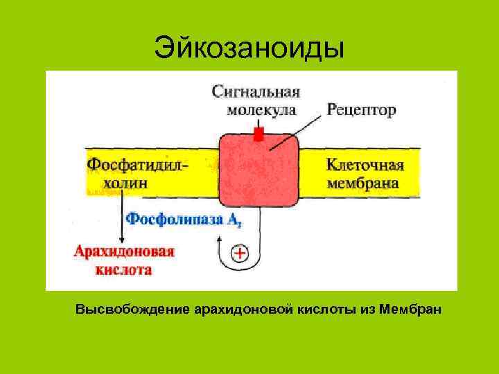 Эйкозаноиды Высвобождение арахидоновой кислоты из Мембран 