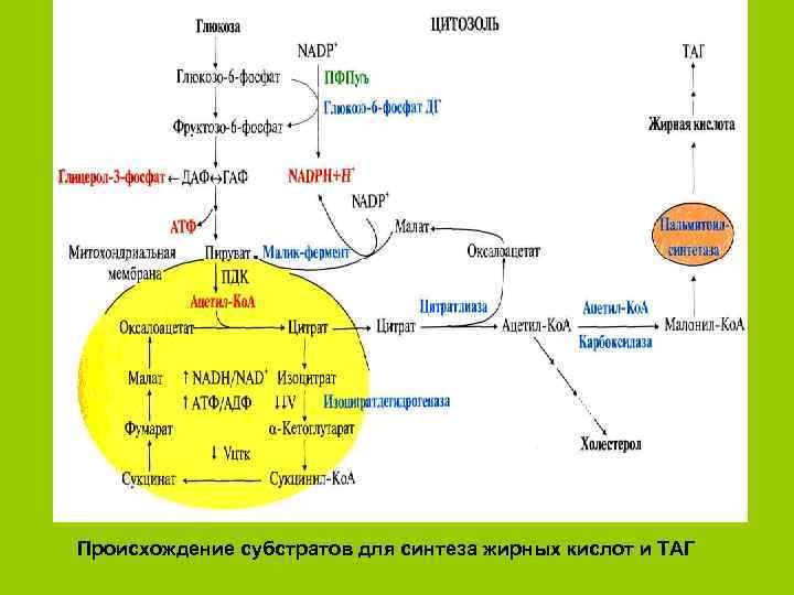 Схема синтеза жирных кислот в печени