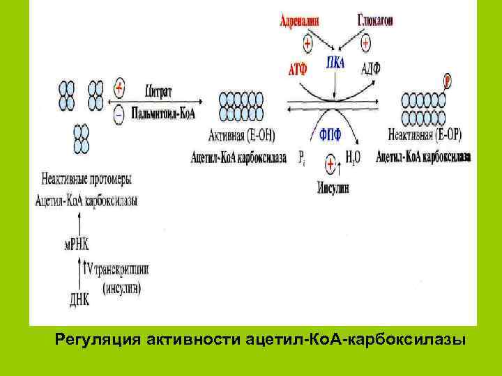 Регуляция активности ацетил Ко. А карбоксилазы 