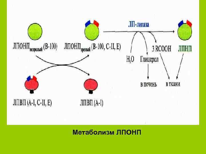 Метаболизм ЛПОНП 