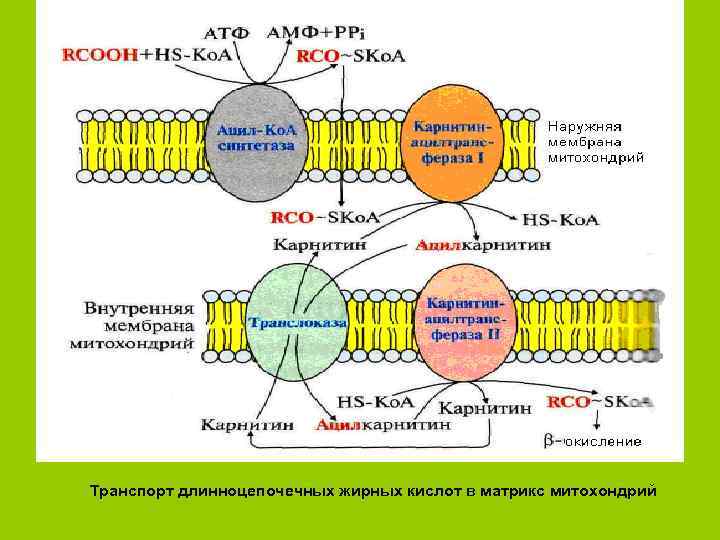 Транспорт длинноцепочечных жирных кислот в матрикс митохондрий 