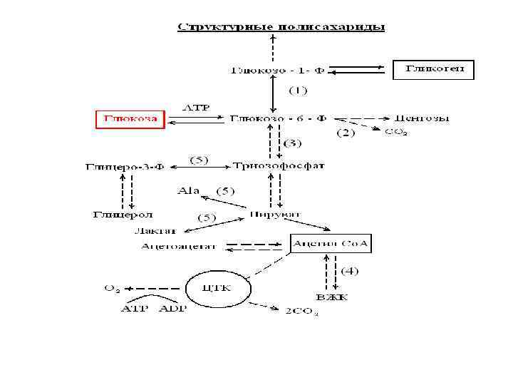 Общая схема распада глюкозы