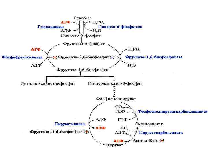 Схема глюконеогенеза биохимия. Схема гликолиза биохимия. Регуляция гликолиза и глюконеогенеза в печени.