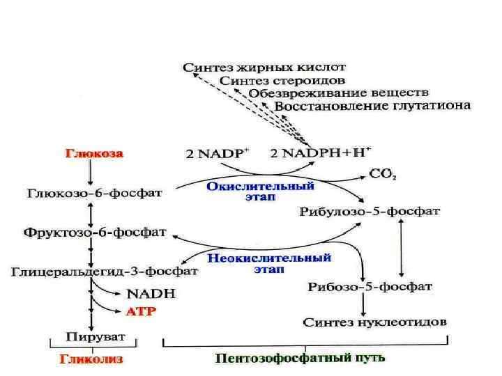 Последовательность процессов при окислении фруктозы. Пентозофосфатный путь Глюкозы биохимия. Схема процесса пентозофосфатный путь превращения Глюкозы. Пентозофосфатный путь превращения Глюкозы схема. Пентозофосфатный путь окисления Глюкозы.