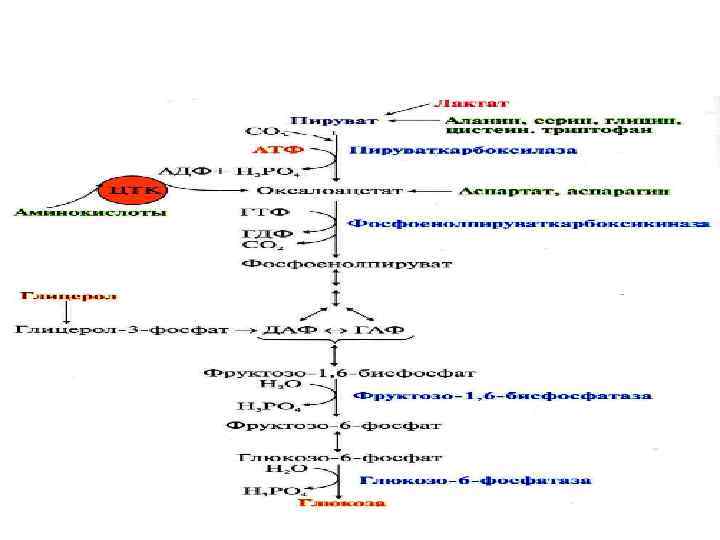Глюконеогенез схема реакций