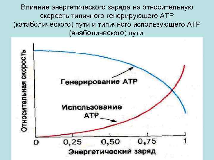 Влияние энергетического заряда на относительную скорость типичного генерирующего АТР (катаболического) пути и типичного использующего