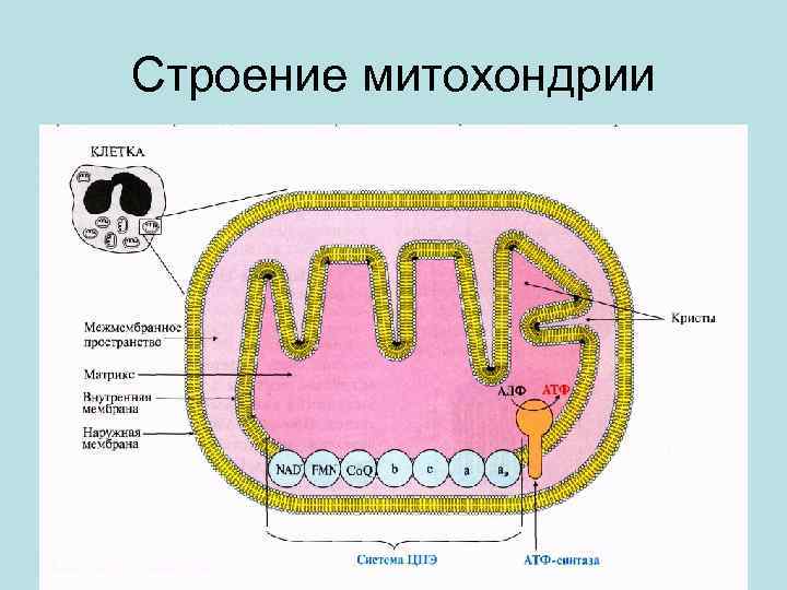 Строение митохондрии 