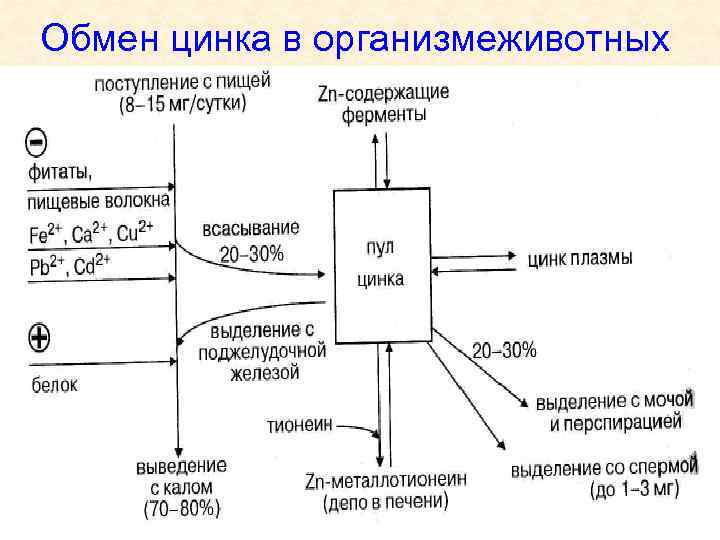 Обмен цинка. Обмен цинка в организме человека. Нарушение обмена цинка в организме. Метаболизм цинка. Роль цинка в обмене веществ.