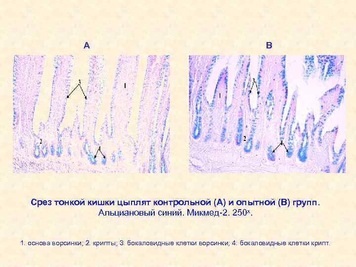 А В Срез тонкой кишки цыплят контрольной (А) и опытной (В) групп. Альциановый синий.