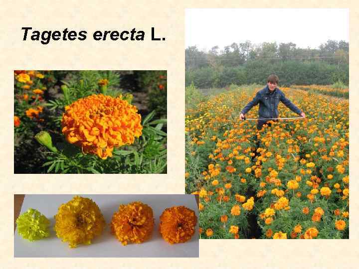 Tagetes erecta L. 