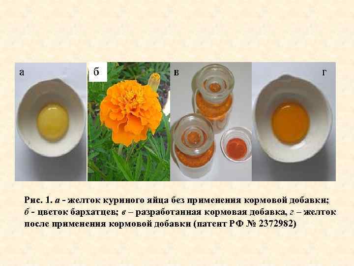 Рис. 1. а - желток куриного яйца без применения кормовой добавки; б - цветок