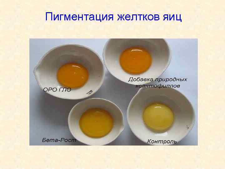 Пигментация желтков яиц 