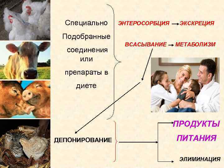 Специально ЭНТЕРОСОРБЦИЯ ЭКСКРЕЦИЯ Подобранные соединения или ВСАСЫВАНИЕ МЕТАБОЛИЗМ препараты в диете ПРОДУКТЫ ДЕПОНИРОВАНИЕ ПИТАНИЯ