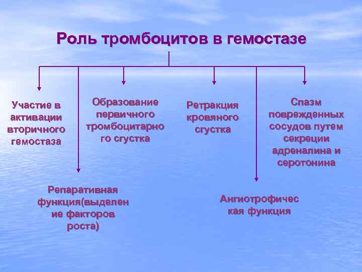 Роль тромбоцитов в гемостазе Участие в активации вторичного гемостаза Образование первичного тромбоцитарно го сгустка