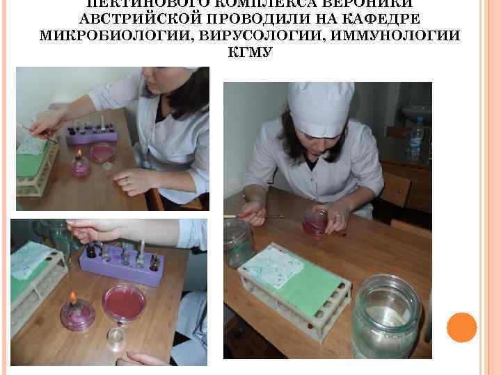 ПЕКТИНОВОГО КОМПЛЕКСА ВЕРОНИКИ АВСТРИЙСКОЙ ПРОВОДИЛИ НА КАФЕДРЕ МИКРОБИОЛОГИИ, ВИРУСОЛОГИИ, ИММУНОЛОГИИ КГМУ 