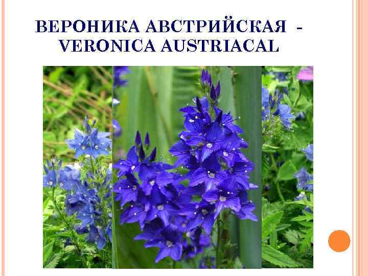 ВЕРОНИКА АВСТРИЙСКАЯ VERONICA AUSTRIACAL 
