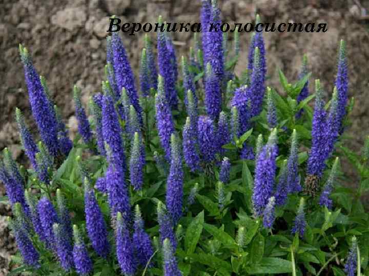 Вероника колосистая Вероника широколистная 