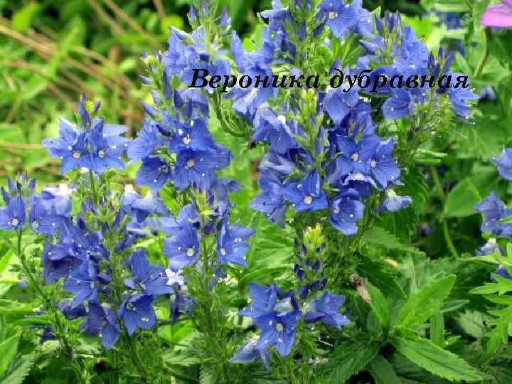 Вероника дубравная 