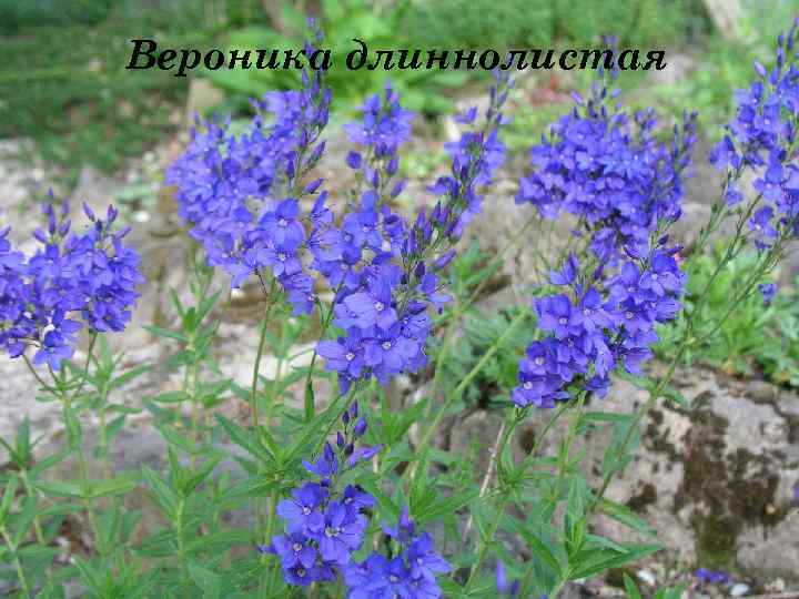 Вероника длиннолистая 