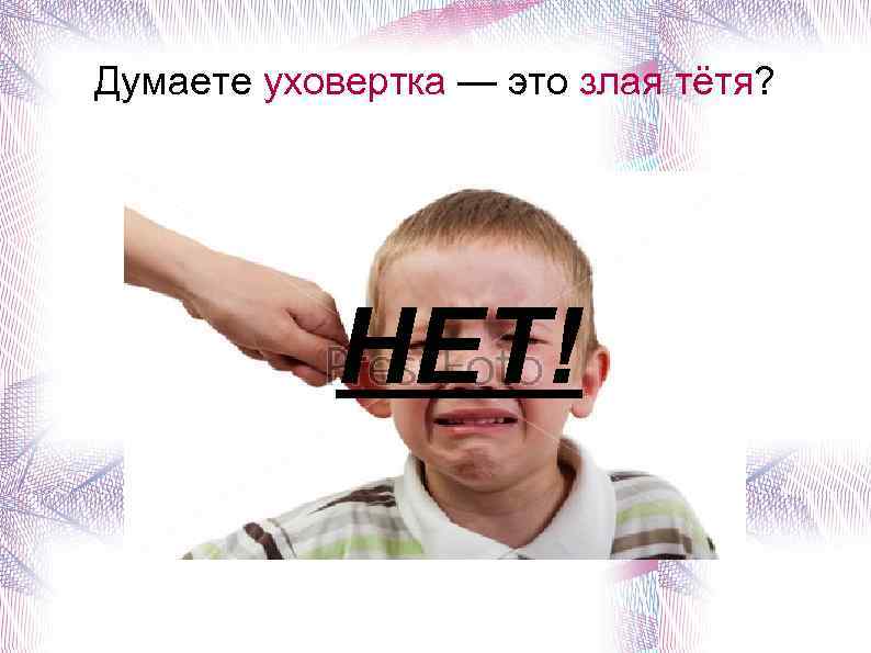 Думаете уховертка — это злая тётя? НЕТ! 