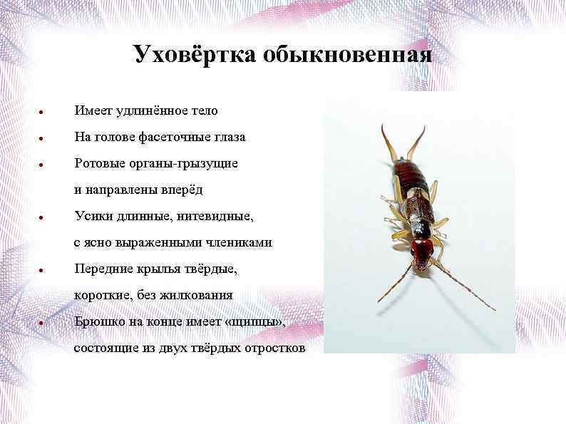 Уховёртка обыкновенная Имеет удлинённое тело На голове фасеточные глаза Ротовые органы-грызущие и направлены вперёд