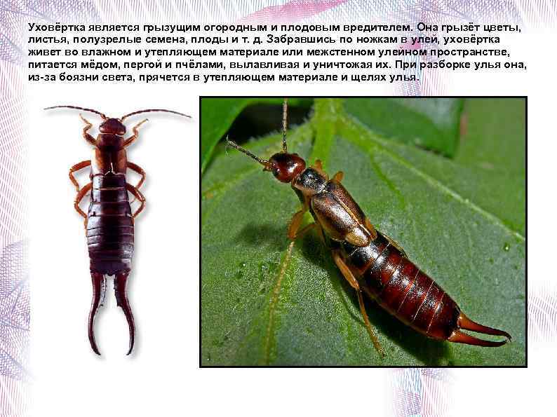 Уховёртка является грызущим огородным и плодовым вредителем. Она грызёт цветы, листья, полузрелые семена, плоды