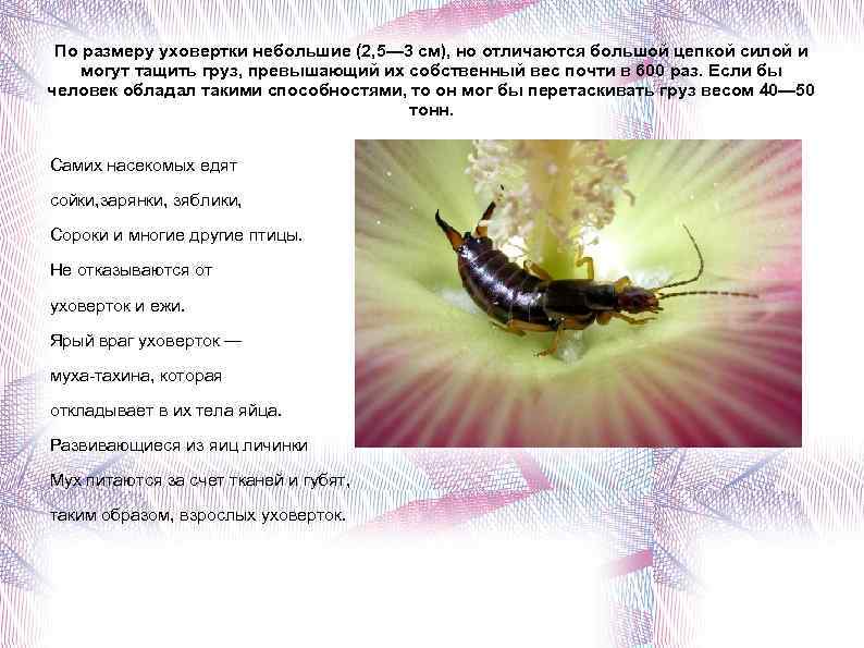 По размеру уховертки небольшие (2, 5— 3 см), но отличаются большой цепкой силой и