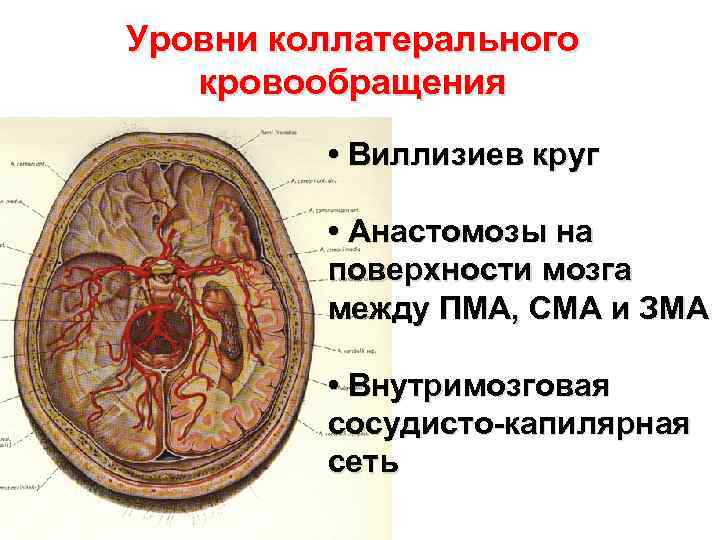 Схема коллатерального кровообращения с обозначениями